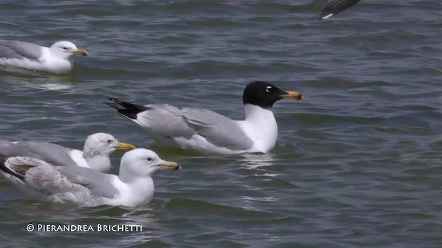 Pallas's Gull - ML200823041