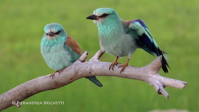 European Roller - ML200823051