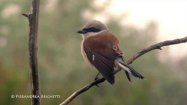 Red-backed Shrike - ML200823071