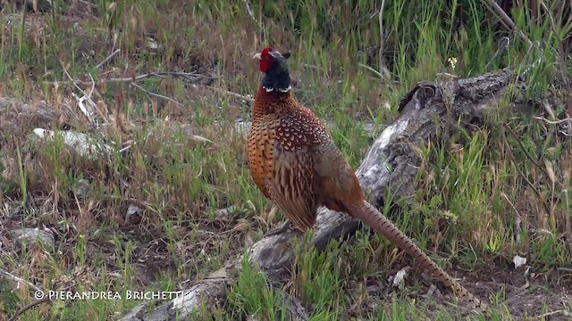 Ring-necked Pheasant - ML200823081