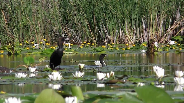 Cormorán Pigmeo - ML200823111