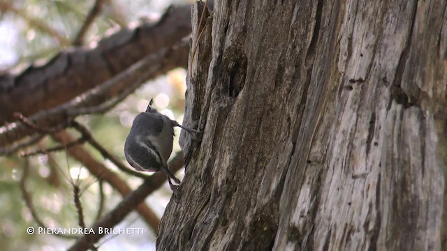 Corsican Nuthatch - ML200823161