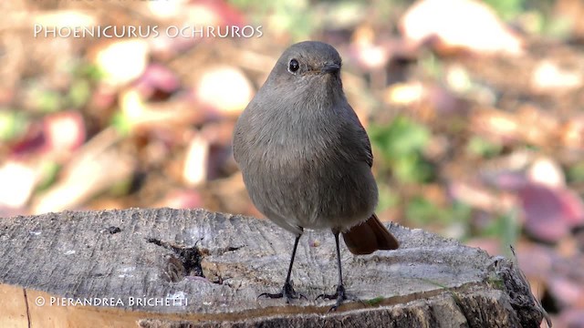 Colirrojo Tizón (gibraltariensis/aterrimus) - ML200823291