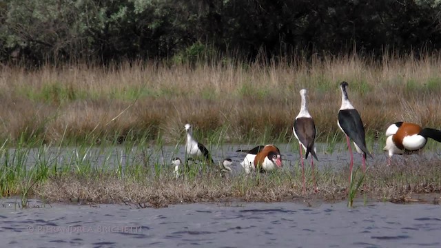 Common Shelduck - ML200823531