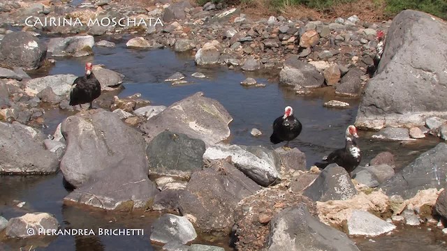 Muscovy Duck (Domestic type) - ML200823601