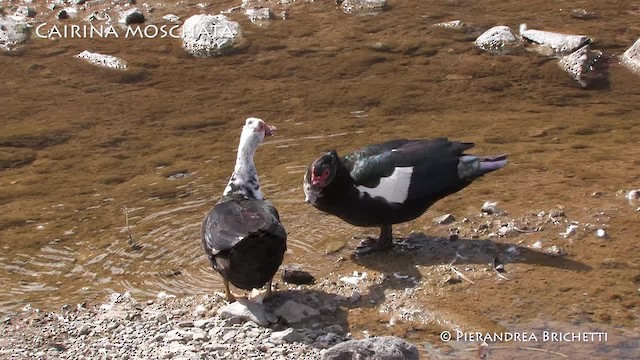 Muscovy Duck (Domestic type) - ML200823611