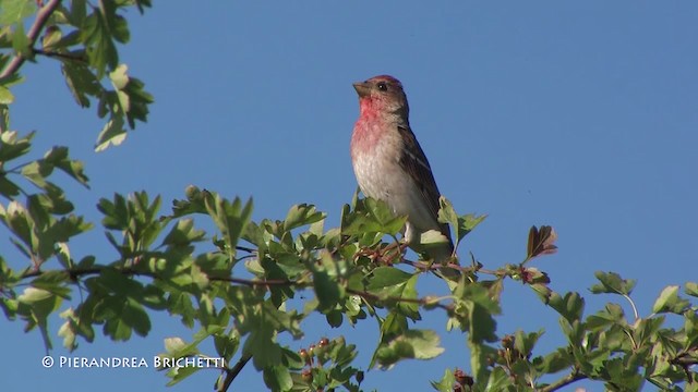 Common Rosefinch - ML200823621