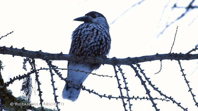 Eurasian Nutcracker (Northern) - ML200823821