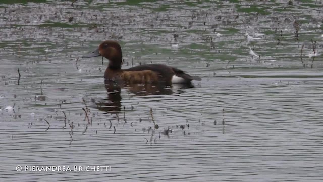 Ferruginous Duck - ML200823861