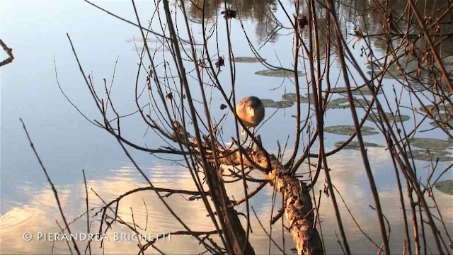 Квак звичайний (підвид nycticorax) - ML200824111