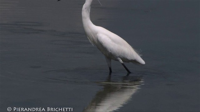 Little Egret (Western) - ML200824151