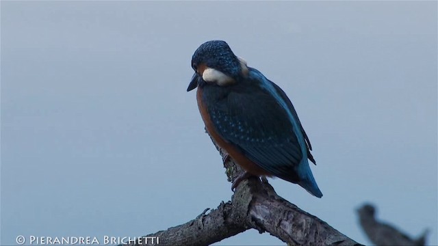 Common Kingfisher - ML200824171