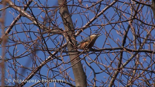 Eurasian Nuthatch (Western) - ML200824191