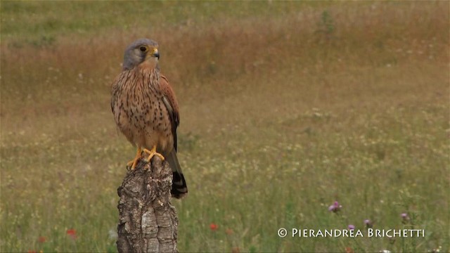 Eurasian Kestrel (Eurasian) - ML200824261