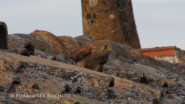 Lesser Kestrel - ML200824301