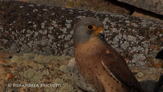 Lesser Kestrel - ML200824361