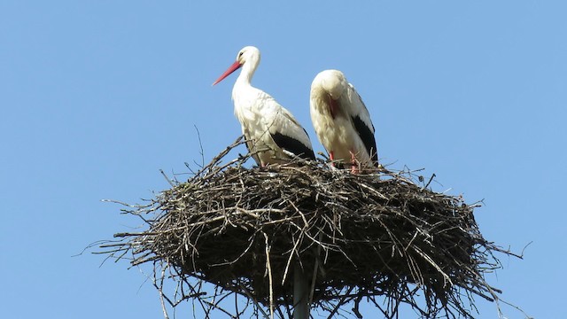 White Stork - ML200824721