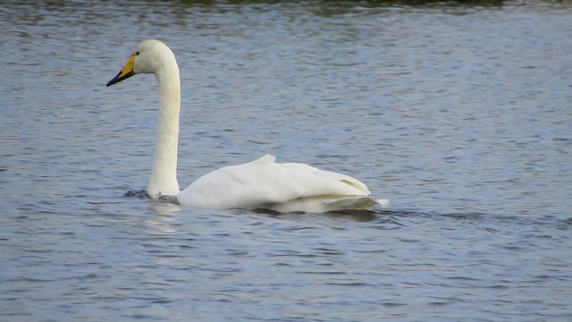 Whooper Swan - ML200825121