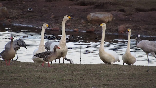 Cygne chanteur - ML200825131