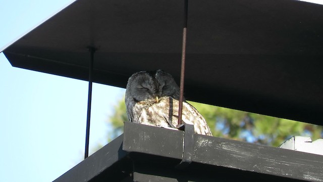 Tawny Owl - ML200825151