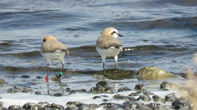 Kentish Plover - ML200825381