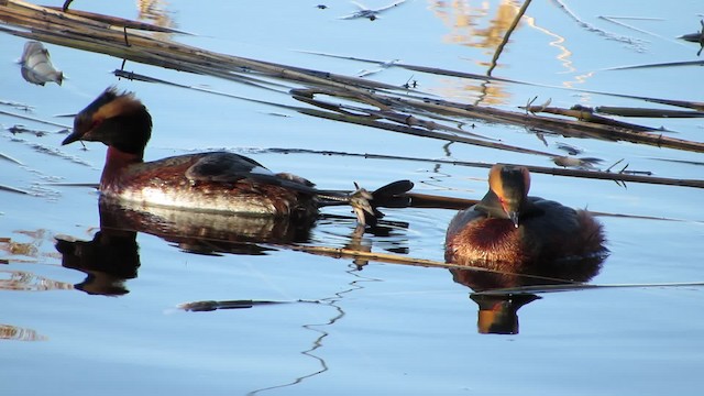 Horned Grebe - ML200825391