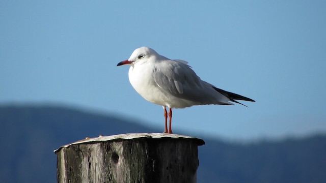 Mouette rieuse - ML200825431