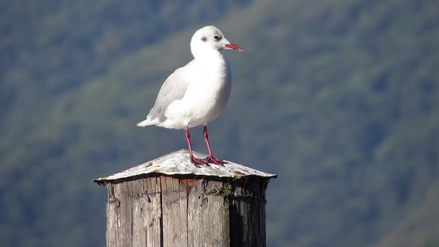 Black-headed Gull - ML200825441