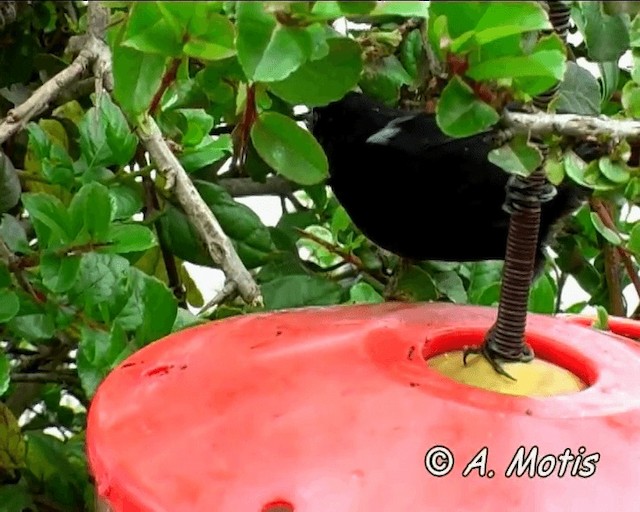 Glossy Flowerpiercer - ML200825511