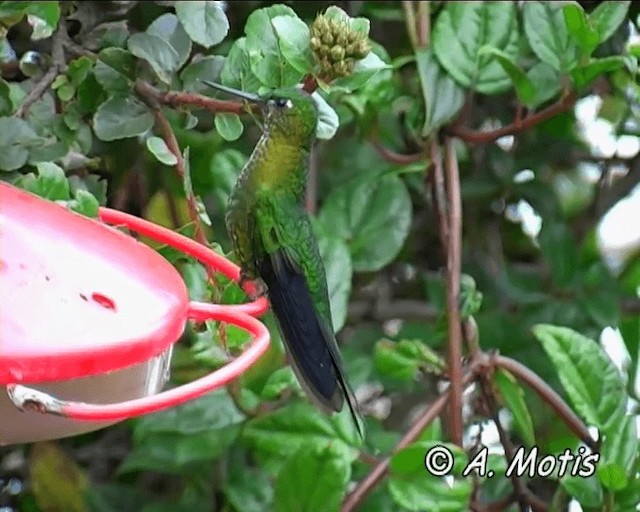 Golden-breasted Puffleg - ML200825601