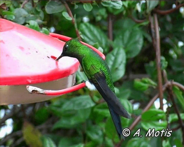 Sapphire-vented Puffleg (Sapphire-vented) - ML200825611