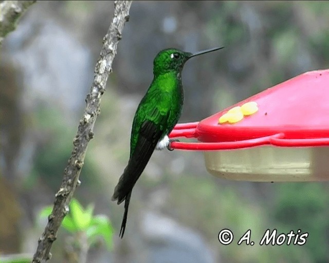 Sapphire-vented Puffleg (Sapphire-vented) - ML200825621