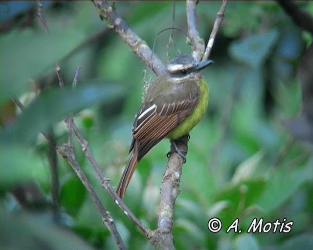 Golden-bellied Flycatcher - ML200825701