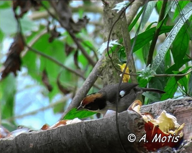 Atlapetes Aliblanco (leucopterus/dresseri) - ML200825801