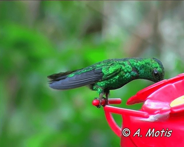 Western Emerald - ML200825901