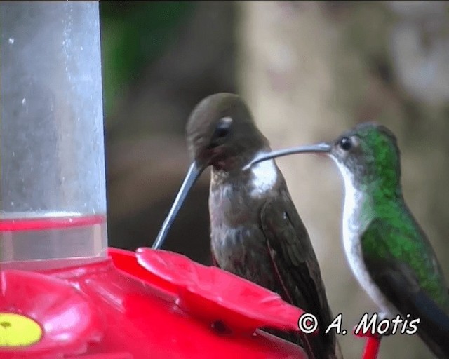 Brown Inca - ML200825931
