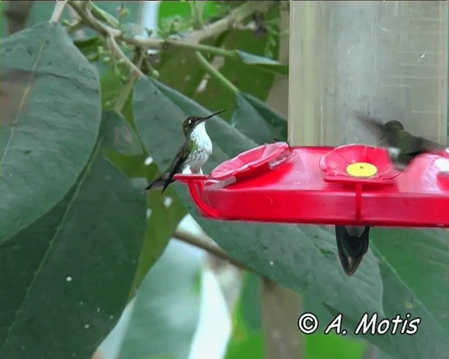 Orangebauch-Schattenkolibri - ML200826091