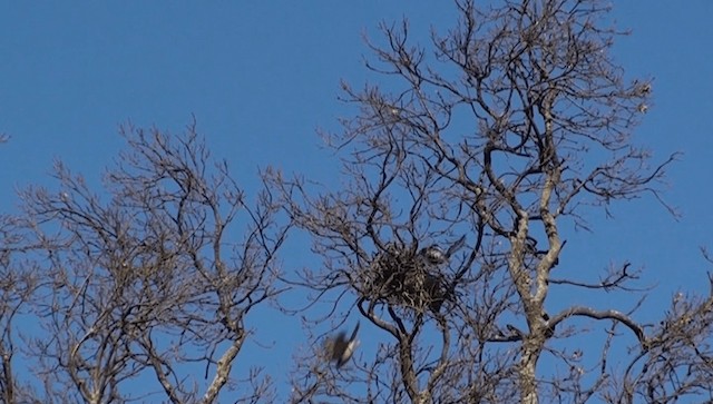 Eurasian Magpie - ML200826121