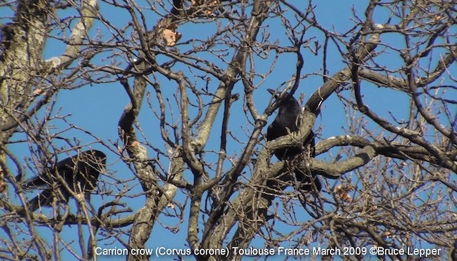 Carrion/Hooded Crow - ML200826131