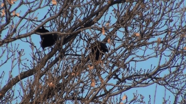 Carrion/Hooded Crow - ML200826141