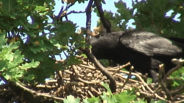 Carrion/Hooded Crow - ML200826151