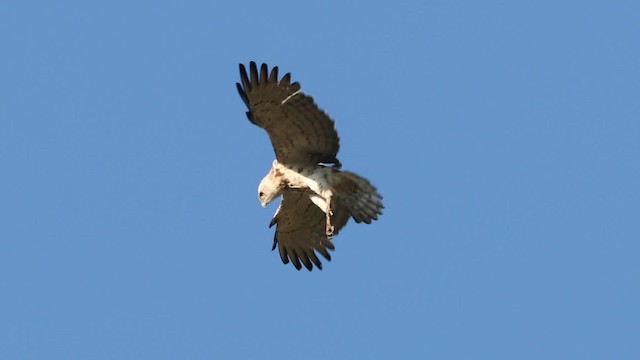 Short-toed Snake-Eagle - ML200826181