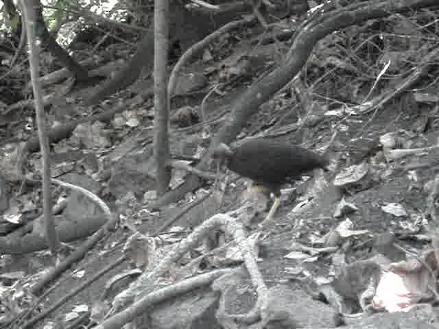 Micronesian Megapode - ML200826191