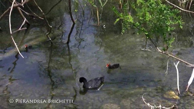 Eurasian Coot - ML200826301