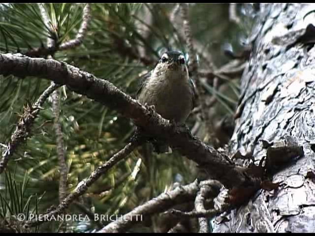 Corsican Nuthatch - ML200826341