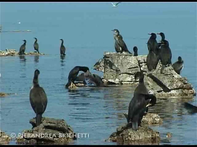 Cormorán Moñudo (Mediterráneo) - ML200826371