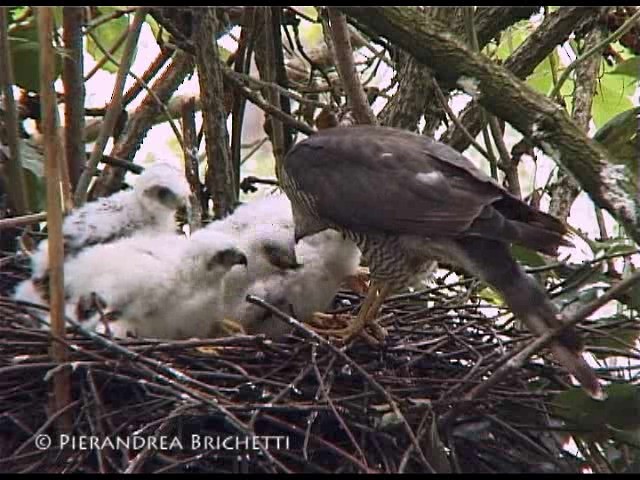 Eurasian Sparrowhawk - ML200826391