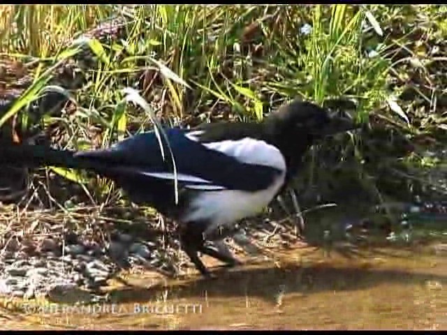 Eurasian Magpie (Eurasian) - ML200826411