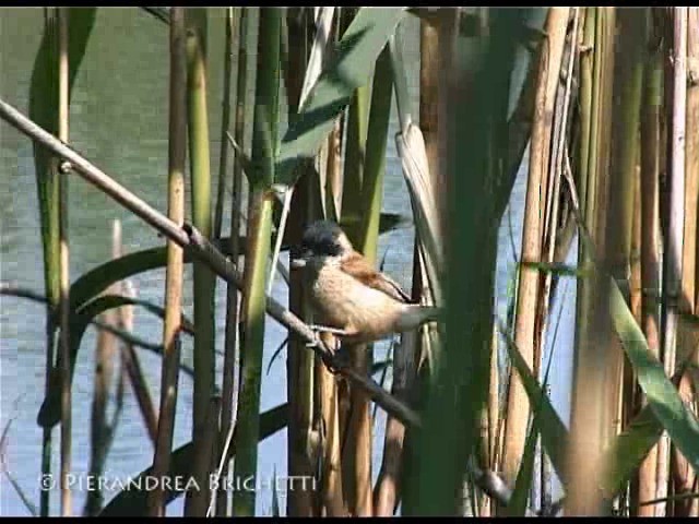 Eurasian Penduline-Tit - ML200826421