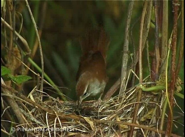 Cetti's Warbler - ML200826441